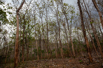 Teak tree plant