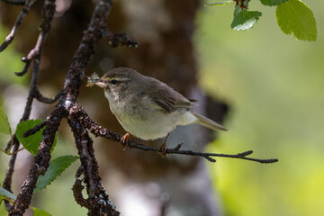 willow warbler with insects in its beak