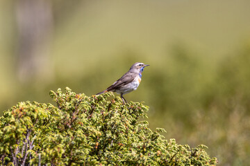 bluethroat on a bush