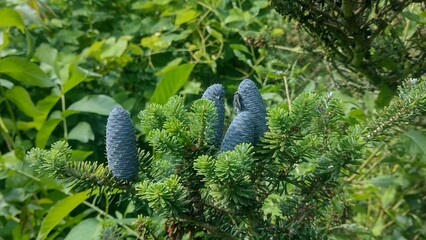 Abies koreana, pine cone in the garden