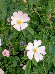 Delicate light pink rose flower in the garden