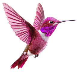 Obraz premium PNG A flying pink hummingbird photography birdwatching wildlife.