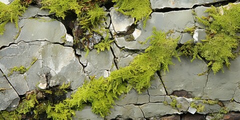 A vibrant green moss thrives in the cracks and crevices of weathered stone, a testament to nature's resilience in even the most inhospitable of environments.