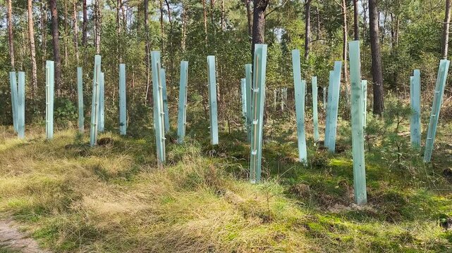 Tube Shelters (Tree Tubes): Solid tubes placed over young trees to protect them from browsing animals while creating a greenhouse effect to enhance growth. These are typically used in forestry project