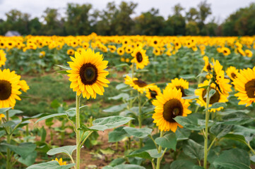 Fototapeta premium field of sunflowers in summer