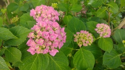 Pink hydrangea flower in the spring garden 