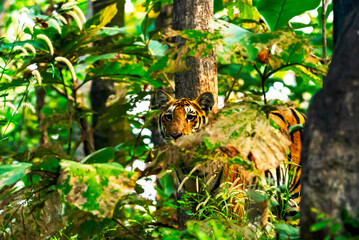 Tiger in the forest