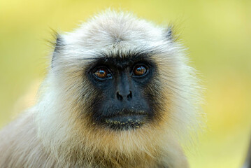 Langurs in Indian forests are arboreal primates with long tails, feeding on fruits and leaves, thriving in groups, and playing vital ecological roles as seed dispersers.