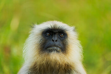 Langurs in Indian forests are arboreal primates with long tails, feeding on fruits and leaves, thriving in groups, and playing vital ecological roles as seed dispersers.