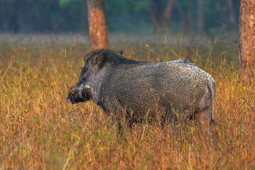 Sambar deer, spotted deer, wild pig, gaur, snake, jackal, leopard rock, 