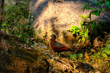 
India’s birds include peacocks, eagles, kingfishers, flamingos, and cranes, thriving in forests, wetlands, deserts, grasslands, and the Himalayas.