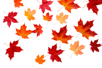Vibrant orange and red maple leaves scattered on a clean white background