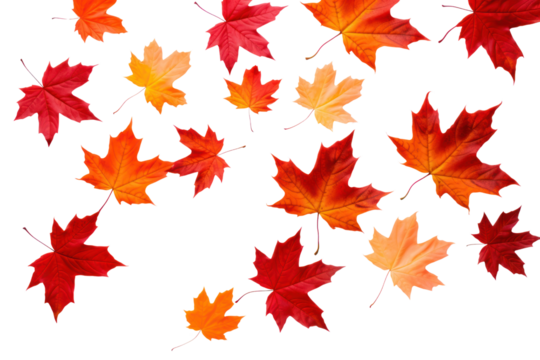 Vibrant orange and red maple leaves scattered on a clean white background