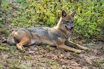 The golden jackal, a versatile carnivore, thrives in forests, grasslands, and urban fringes, known for its scavenging habits, howling calls, and social adaptability in packs.
