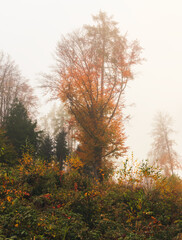 Fototapeta premium Autumn foliage leaf tree in morning fog. Czech landscape background