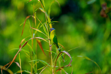 
India’s birds include peacocks, eagles, kingfishers, flamingos, and cranes, thriving in forests, wetlands, deserts, grasslands, and the Himalayas.