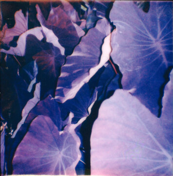 blue and white leaves