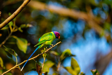 
India’s birds include peacocks, eagles, kingfishers, flamingos, and cranes, thriving in forests, wetlands, deserts, grasslands, and the Himalayas.