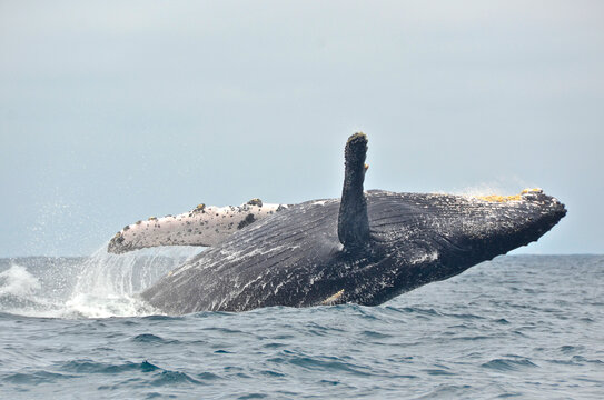 Ecuador, Humpback whale jumping in water