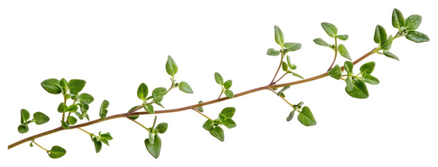 PNG Thyme background herbal leaves.
