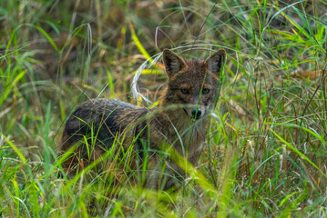 The golden jackal, a versatile carnivore, thrives in forests, grasslands, and urban fringes, known for its scavenging habits, howling calls, and social adaptability in packs.