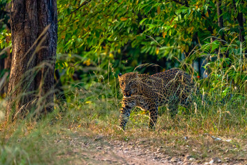 The leopard, a stealthy predator, has a rosette-patterned coat, exceptional agility, and adaptability, thriving in forests, grasslands, and mountains while hunting with unmatched precision.