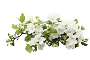 Soft-focus image of a bush bursting with white flowers, set against a pure white background, isolated on white background