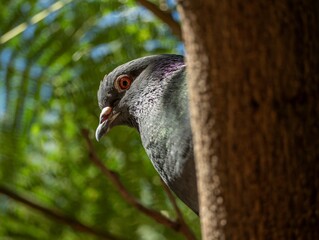 close up of a pigeon