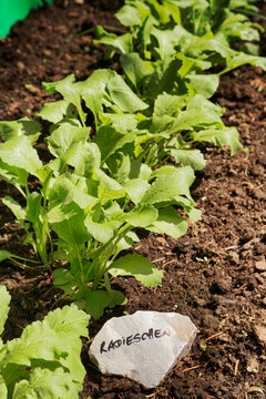 Red radish on vegetable patch