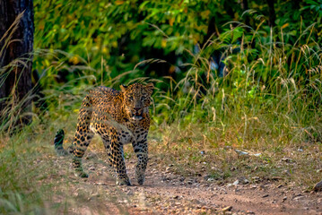 The leopard, a stealthy predator, has a rosette-patterned coat, exceptional agility, and adaptability, thriving in forests, grasslands, and mountains while hunting with unmatched precision.