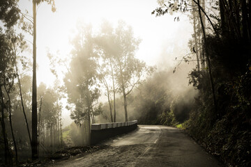 Portugal, Madeira, road through laurel forest in fog