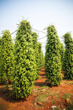Cambodia, Kampot, pepper farm, famous Kampot pepper