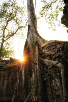 Cambodia, Angkor, Ta Prohm temple, Tomb Raider film location