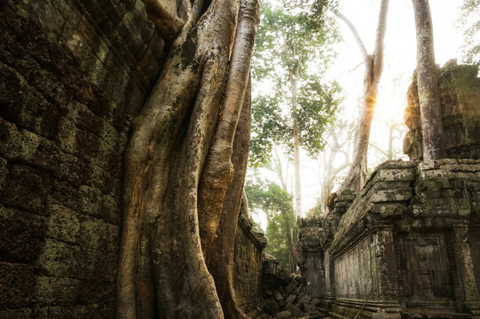 Cambodia, Angkor, Ta Prohm temple, Tomb Raider film location