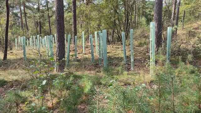 Tube Shelters (Tree Tubes): Solid tubes placed over young trees to protect from browsing animals while creating a greenhouse effect to enhance growth. These are typically used in forestry project