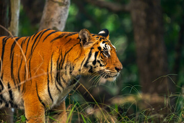 India's forests, from jungles to mangroves, shelter tigers. These apex predators maintain ecological balance and are recognized by unique stripes, aiding conservation efforts.