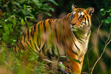 India's forests, from jungles to mangroves, shelter tigers. These apex predators maintain ecological balance and are recognized by unique stripes, aiding conservation efforts.