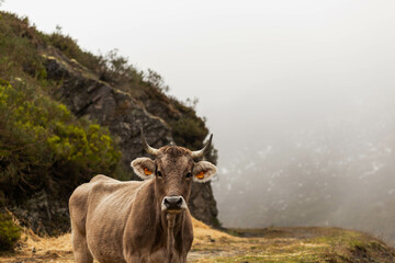 Asturias cambiando de estación (Camino a los Picos de Europa)