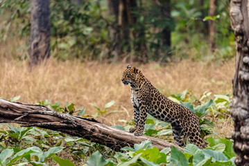 Naklejka premium The leopard, a stealthy predator, has a rosette-patterned coat, exceptional agility, and adaptability, thriving in forests, grasslands, and mountains while hunting with unmatched precision.