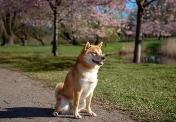 Shiba inu dog relaxing on the park during cherry blossom on sunny spring day.