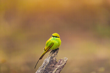 India’s birds include peacocks, eagles, kingfishers, flamingos, and cranes, thriving in forests, wetlands, deserts, grasslands, and the Himalayas.
