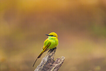India’s birds include peacocks, eagles, kingfishers, flamingos, and cranes, thriving in forests, wetlands, deserts, grasslands, and the Himalayas.