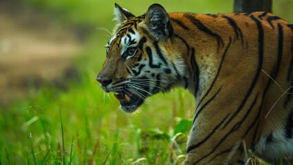 India's forests, from jungles to mangroves, shelter tigers. These apex predators maintain ecological balance and are recognized by unique stripes, aiding conservation efforts.