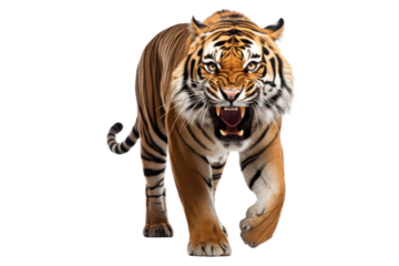 Muscular Malayan tiger with a low growl, showing dominance and strength isolated on white background