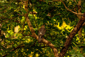 India’s birds include peacocks, eagles, kingfishers, flamingos, and cranes, thriving in forests, wetlands, deserts, grasslands, and the Himalayas.