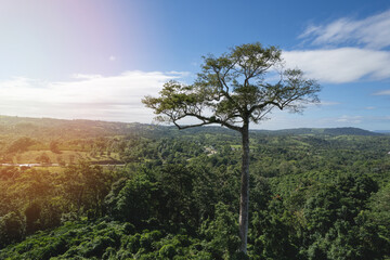 Obraz premium Giant tree on green mountain landscape