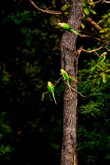 India’s birds include peacocks, eagles, kingfishers, flamingos, and cranes, thriving in forests, wetlands, deserts, grasslands, and the Himalayas.