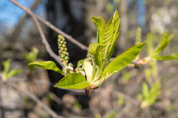 bird cherry branch with buds closeup