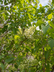 white lilac in spring