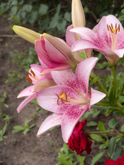 Fototapeta premium pink lilies in the garden